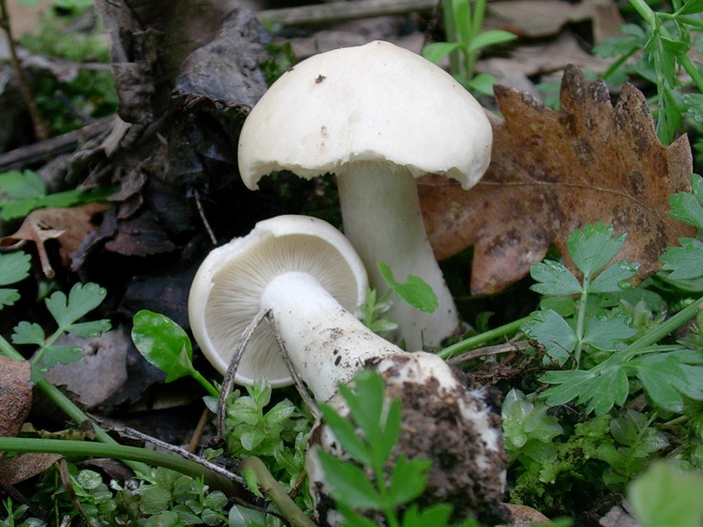 1964 Aprile vecchio ritrovamento